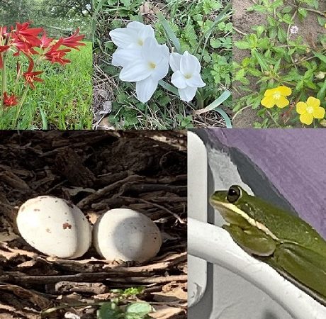 collage of various nature photos including flowers, eggs, and a frog
