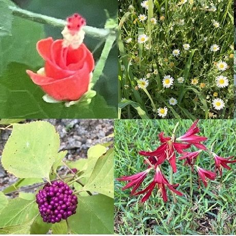 collage of various flowers