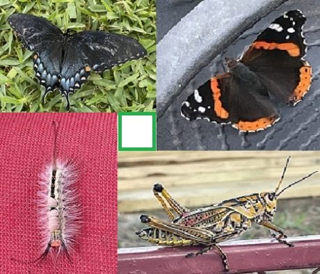 collage of various unique bugs