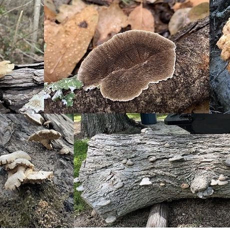 collage of various mushrooms in nature