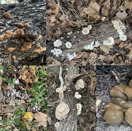 collage of various mushrooms and fungi in nature